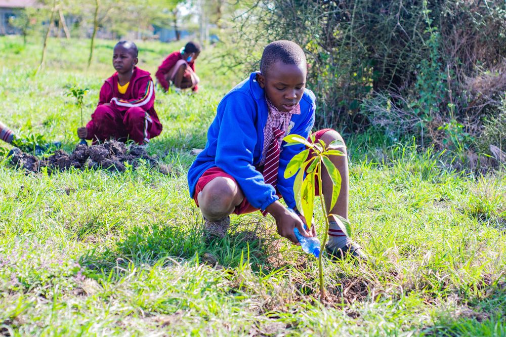 A student watering a newly planted avocado seedling